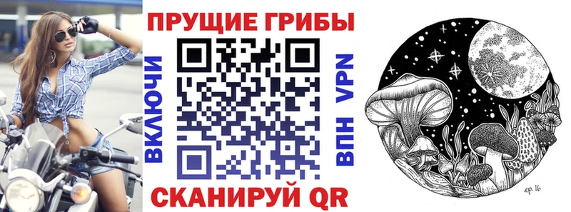 цена   Красный Кут  KRAKEN ONION  Псилоцибиновые грибы Cubensis 